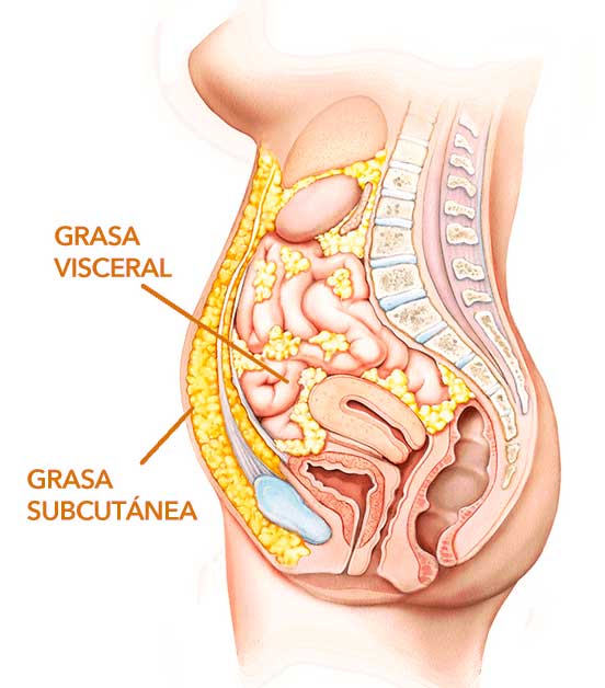 Reduce la grasa subcutánea y visceral del estómago en Naviel Oporto